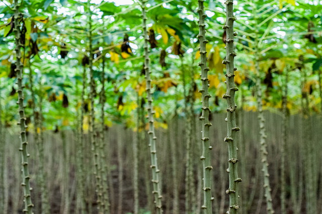 Những[-]đóng[-]góp[-]quan[-]trọng[-]của[-]Việt[-]Nam[-]tại[-]"Hội[-]nghị[-]Cây[-]trồng[-]lấy[-]rễ[-]và[-]củ"[-]tại[-]Nam[-]Ninh,[-]Trung[-]Quốc